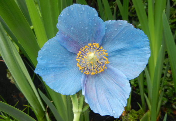 BluePoppy
